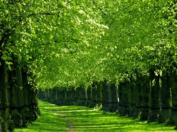 the green colour in nature